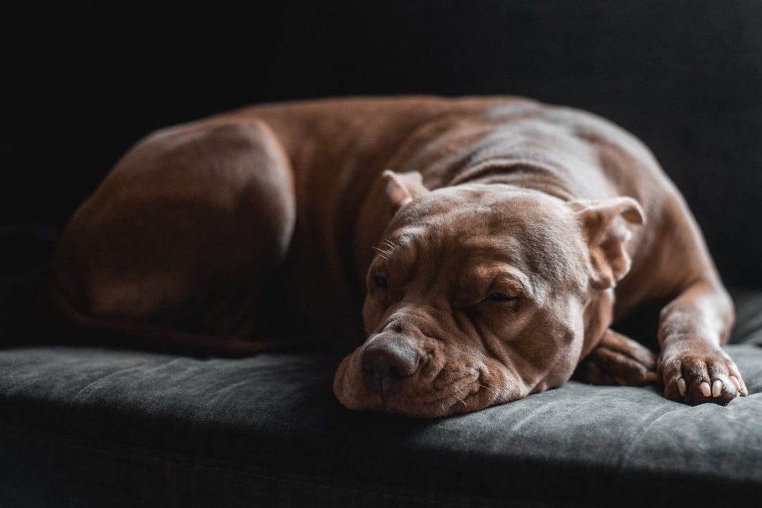 Introducing a new dog bed to dog