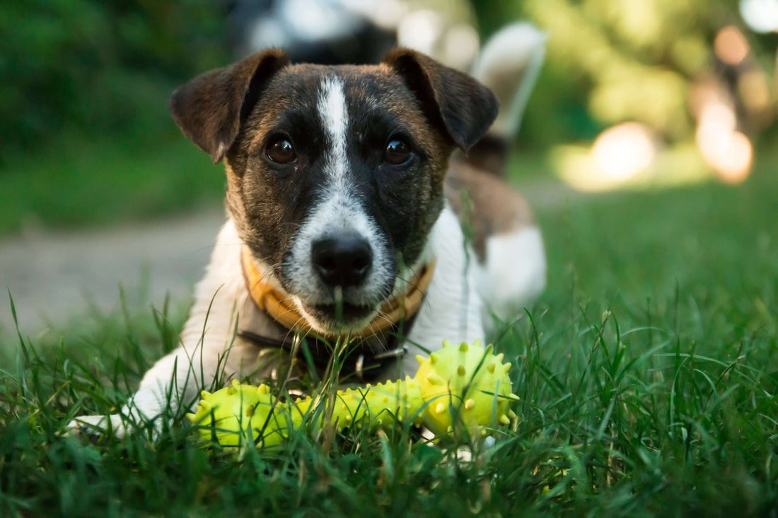 Dog Wagging Tail