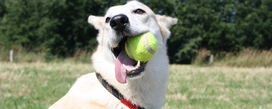 Travel-Friendly Dog Beds