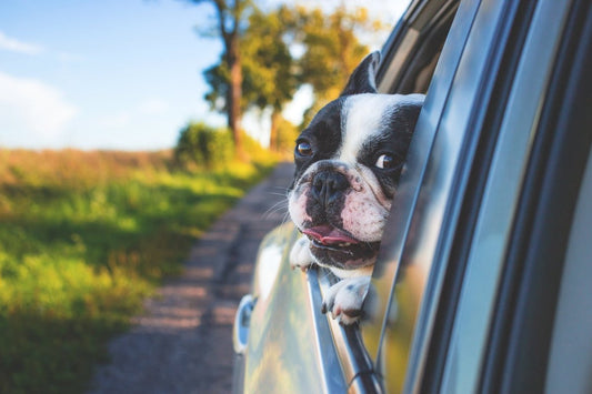 The Ultimate Pet Travel Guide