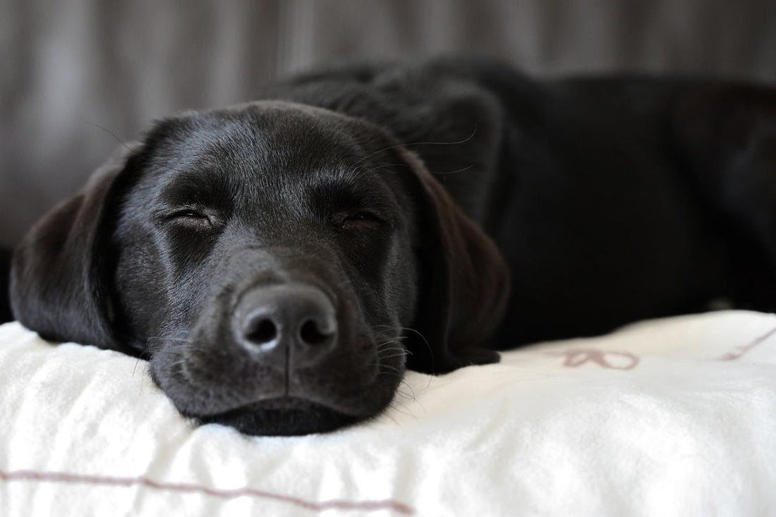 puppy sleep on the his bed