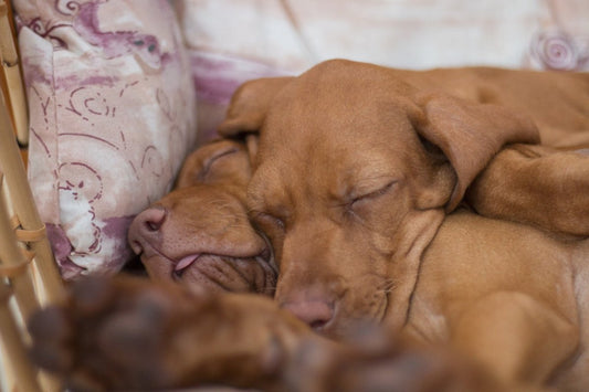 Ultimate Guide to Choosing Dog Bed