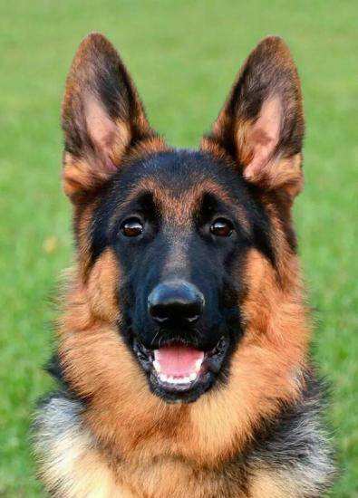 German_shepherd_zozoparty